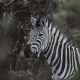 Zebra by Senten-Images